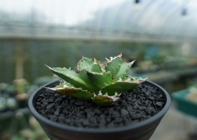 アガベ チタノタ Agave titanota No.6 | mana's farm:塊根植