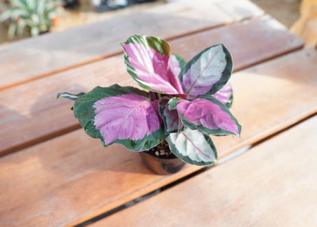 カラテア　ロゼオピクタ　ロージー　Calathea roseopicta ”Rosy”