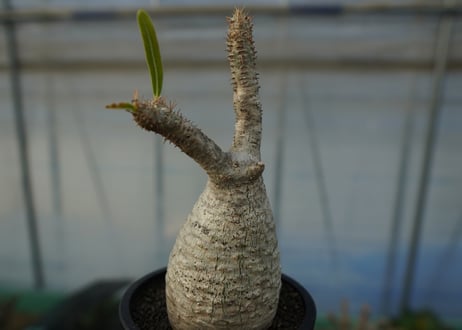 パキポディウム　グラキリス　 Pachypodium Gracilius  No.6
