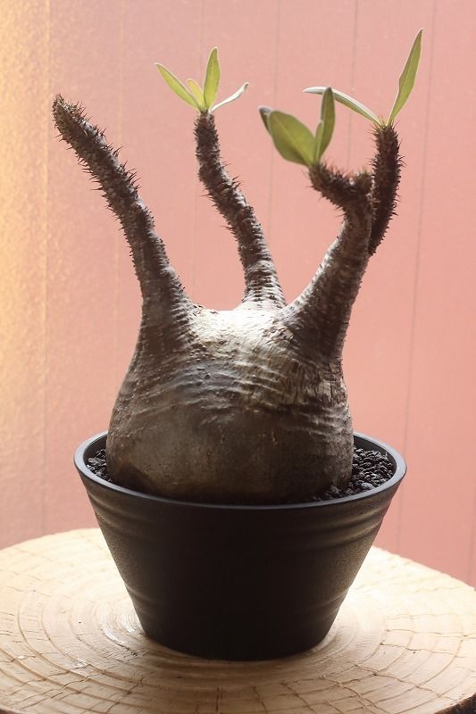 【発根済】黒肌　希少　グラキリス　パキポディウム　n/oh パキポディウム：グラキリス（黒肌） 3.5号25-01 の通販 | 園芸