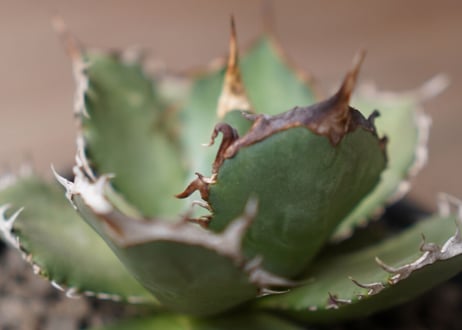 Agave titanota FO-76 A NO.1