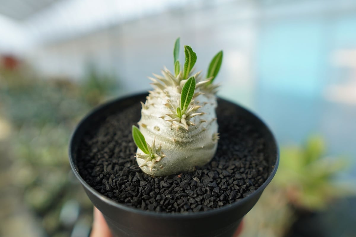 【値下】Pachypodium densicaule パキポディウム　恵比寿大黒 パキポディウム 恵比寿大黒 Pachypodium Densicaule No.4 | man