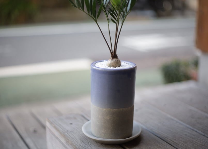 ザミア フロリダーナ Zamia floridana | mana's farm:塊根植物