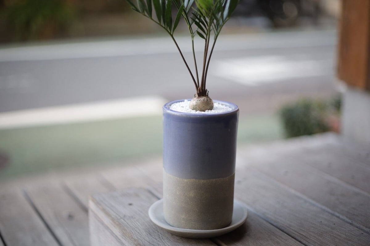 塊根植物・コーデックス Zamia floridana 277 ザミア フロリダーナ Zamia floridana | mana's farm:塊根植物・ア