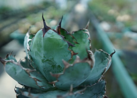 アガベ　チタノタ　 ブラックアンドブルー 　Agave titanota black and blue　No.10
