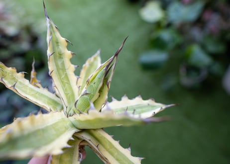 Agave xylonacantha “Frostbite”  NO.2