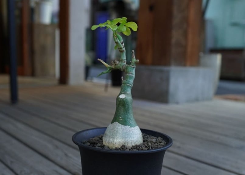 アデニア グラウカ Adenia glauca | mana's farm:塊根植物・アガベ・