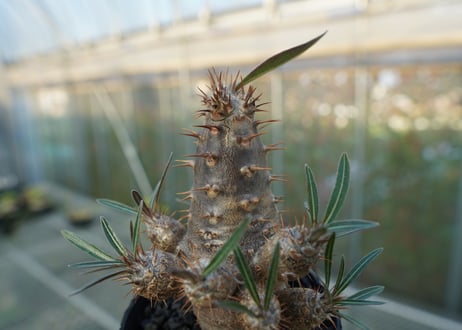 パキポディウム　カクチぺス　Pachypodium cactipes  No.1