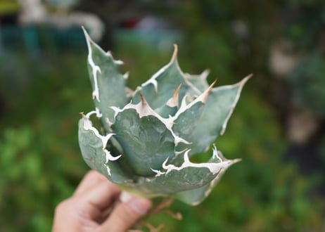 Agave titanota 白鯨 A NO.10