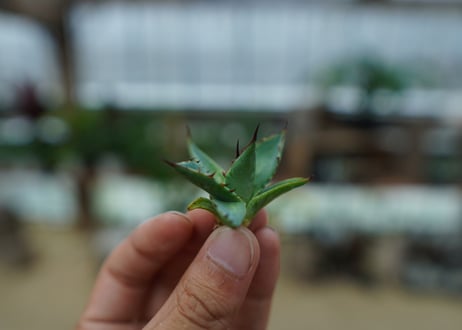 アガベ　ホリダ×パラサナ　agave horrida×parasana No.2