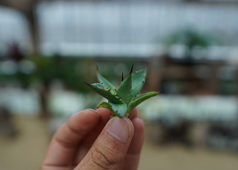 アガベ ホリダ×パラサナ agave horrida×parasana No.2 | mana