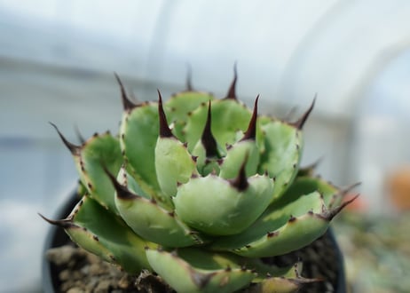 アガベ　マクロアカンサ×ポタトラム　 Agave macroacantha×potatorum　No.2