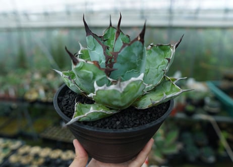 アガベ　チタノタ　 ブラックアンドブルー 　Agave titanota black and blue　No.3