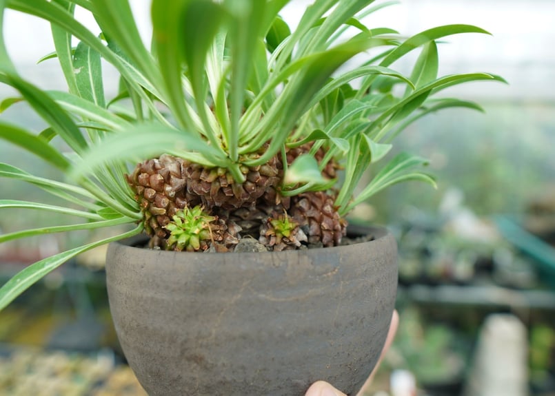 A052 ユーホルビア鉄甲丸Euphorbia bupleurifolia 2株 ユーフォルビア 鉄甲丸 Euphorbia bupleurifolia | mana's fa