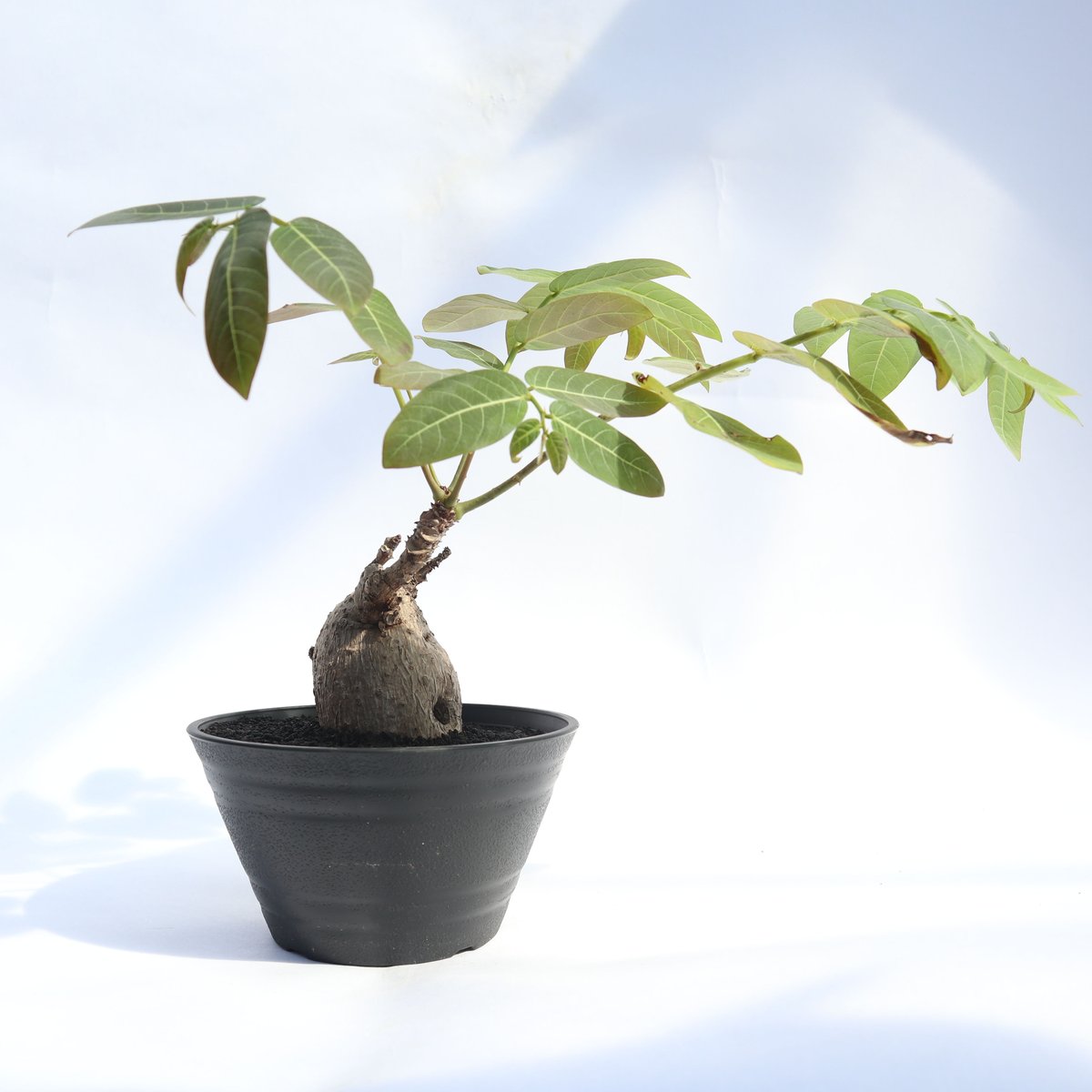 シモンズグランドセール ミラビリス フィランサス | green:塊根植物販売|マナズ mana's 花・観葉植物