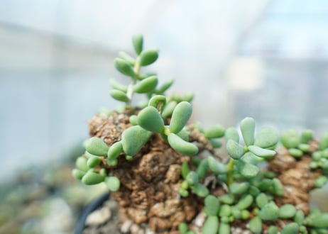 ケラリア　ピグマエア　Ceraria pygmaea 　No.10