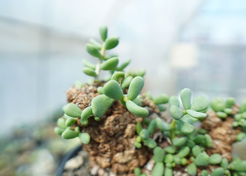 ケラリア ピグマエア Ceraria pygmaea No.10 | mana's farm