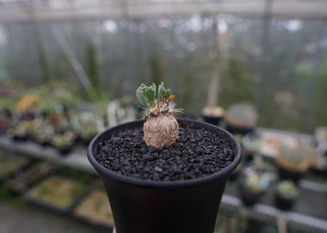 オトンナsp　スタインコフ　Othonna steinkopf　No.1