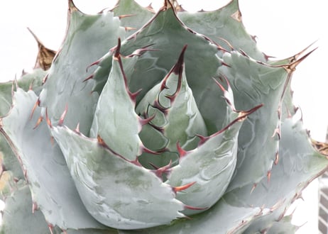 Agave parrasana Globe