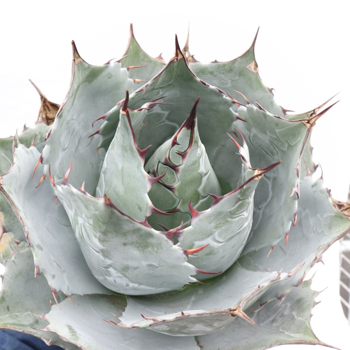 アガベ シャウィ×パラサナ ジェレミー株 連棘 美株　hidden agave Yahoo!オークション - 【ALISFY EXOTIC PLANTS】US株 希少 HIDDEN AGAV