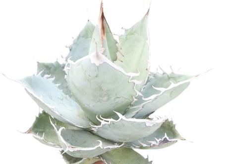 Agave　titanota 　White Ice