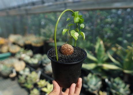 亀甲竜　Dioscorea elephantipes No.5