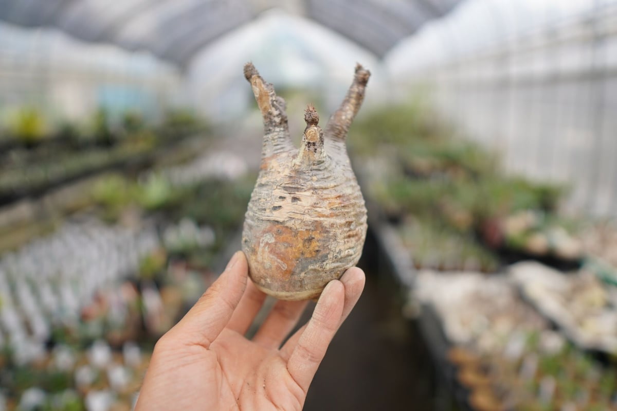 抜き苗は値引】パキポディウムグラキリス☆ウィンゾリーアンボンゲンセ光堂