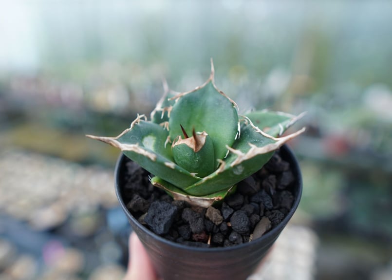 アガベ チタノタ 白鯨 Agave titanota White whale No.2 | m