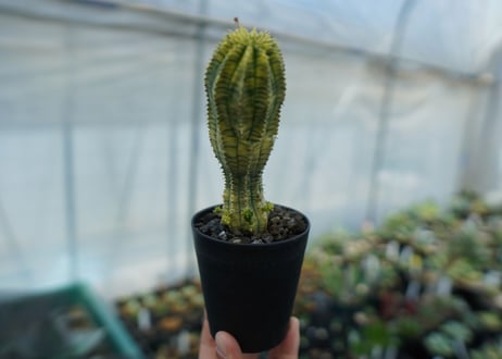 ユーフォルビア　魔紅キリン　Euphorbia　“Makou kirin”