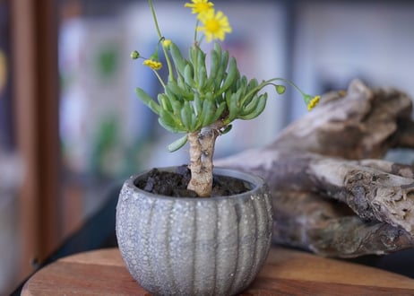 Othonna clavifolia