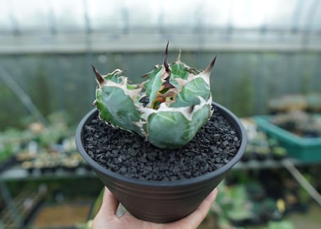 アガベ　チタノタ　 ブラックアンドブルー 　Agave titanota black and blue　No.1
