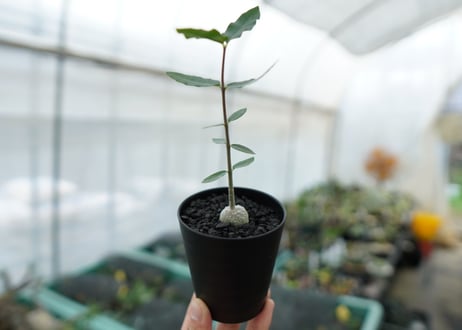 フォッケア　エデュリス　Fockea edulis