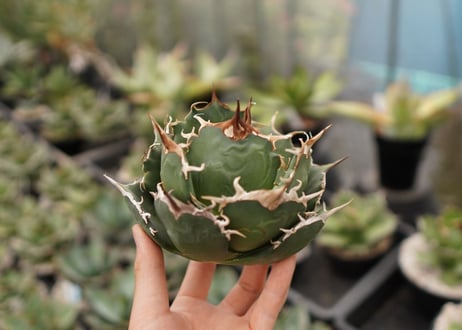 アガベ　チタノタ　白鯨　NO.6