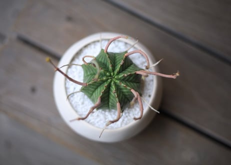 ユーフォルビア　バリダ　Euphorbia valida