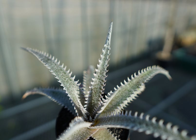 ディッキア ハイブリッド HH×(ML×BS) Dyckia hyb. HH×(ML×BS)