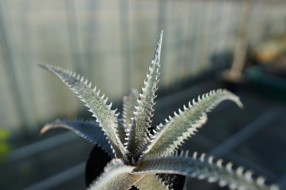 ディッキア ハイブリッド HH×(ML×BS) Dyckia hyb. HH×(ML×BS)