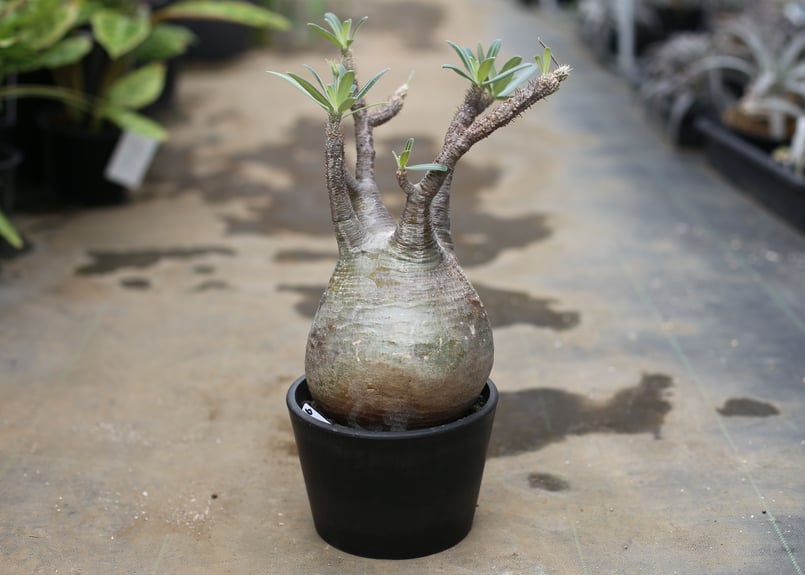 パキポディウム グラキリス | mana's farm:塊根植物・アガベ・ドライ