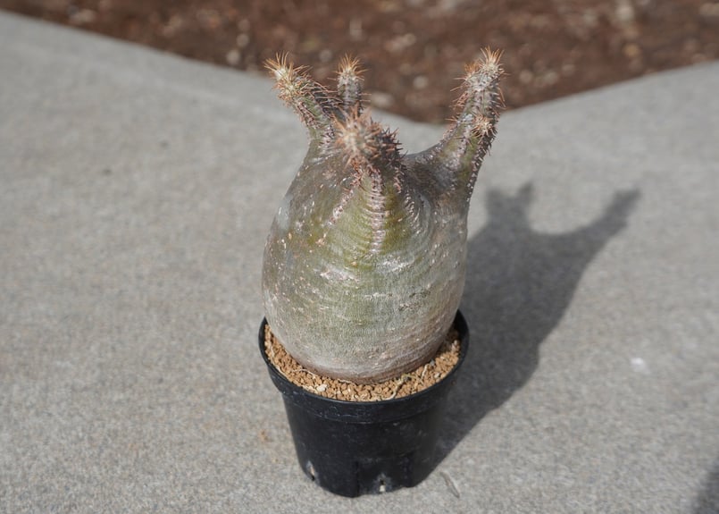 パキポディウム グラキリス No.7 | mana's farm:塊根植物・アガベ