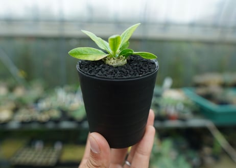 パキポディウム　恵比寿笑い　Pachypodium brevicaule　No.6