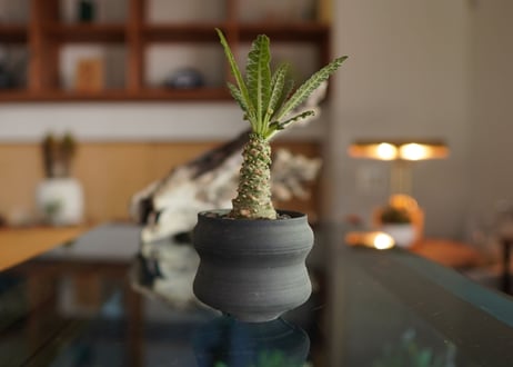 ドルステニア sp.　Dorstenia sp