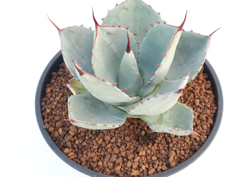 アガベ パリー トランカータ Agave parryi truncata huntington...