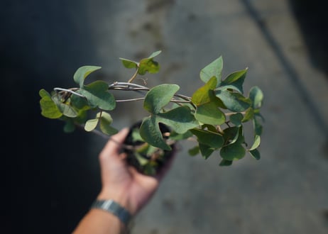 アデニア　イサロエンシス　Adenia isaloensis