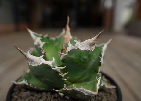 アガベ　チタノタ　白火焔　agave titanota white fire