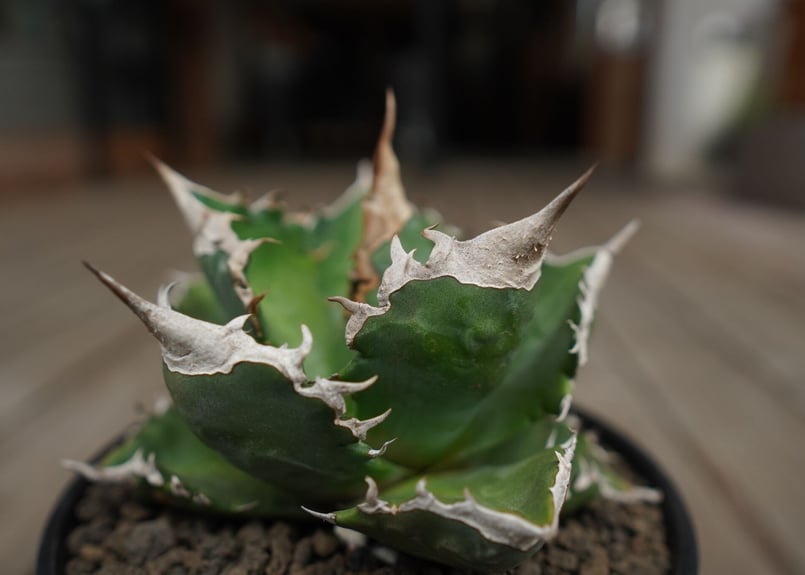 白火焔　ホワイトファイア アガベ チタノタ ホワイトファイヤー 