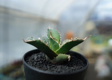 アガベ　チタノタ　FO-76　agave titanota  FO-76　No.3