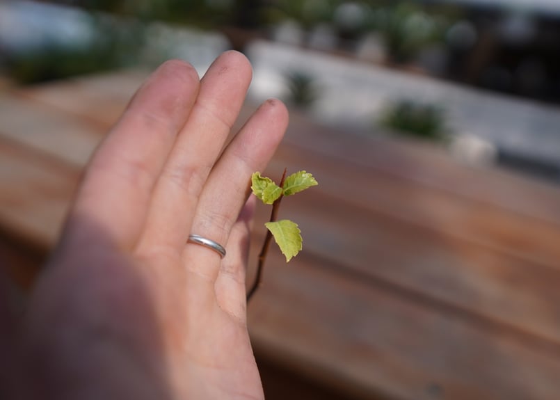 コミフォラ ミルラ | mana's farm:塊根植物・アガベ・ドライ