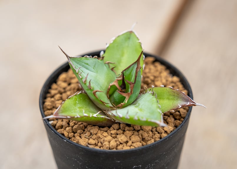 アガベ チタノタ | mana's farm:塊根植物・アガベ・ドライガーデン植物