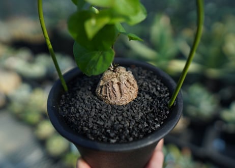 亀甲竜　Dioscorea elephantipes No.4