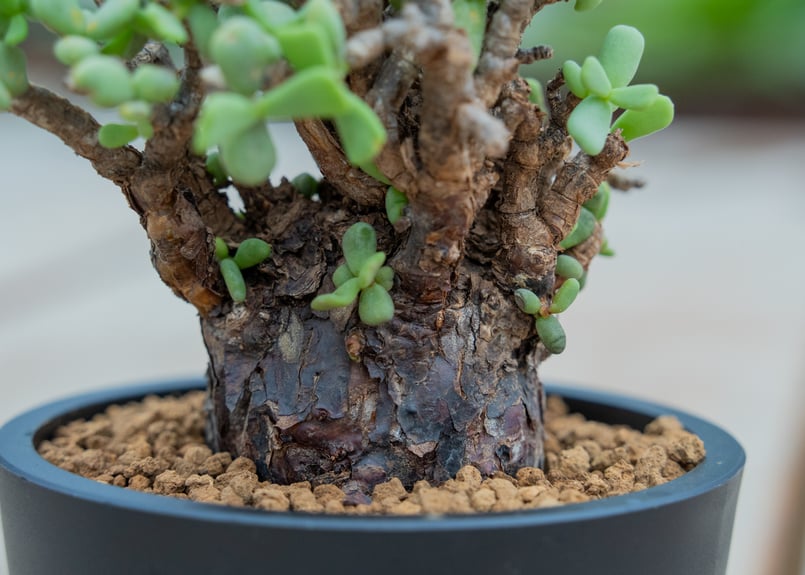 ケラリア ピグマエア | mana's farm:塊根植物・アガベ・ドライガーデン