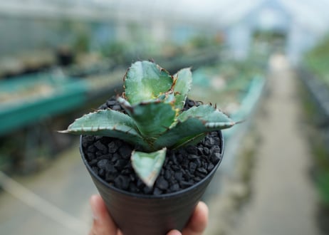 アガベ　チタノタ　 ブラックアンドブルー 　Agave titanota black and blue　No.3